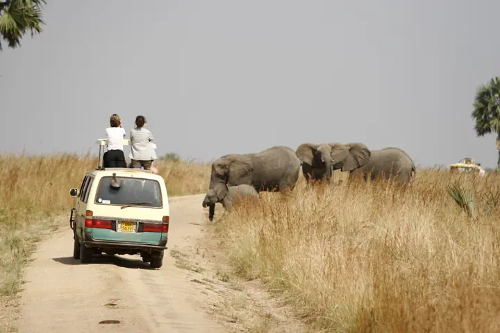 Elephants beside the track while the van waits
